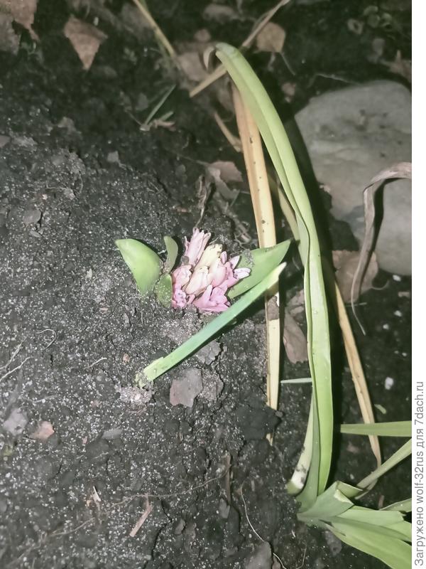 Мой не просто набрал бутоны.. он цветёт... Конец октября. Что с ним делать, как спасти?