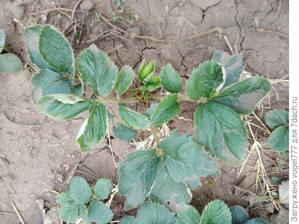 Куст клубники