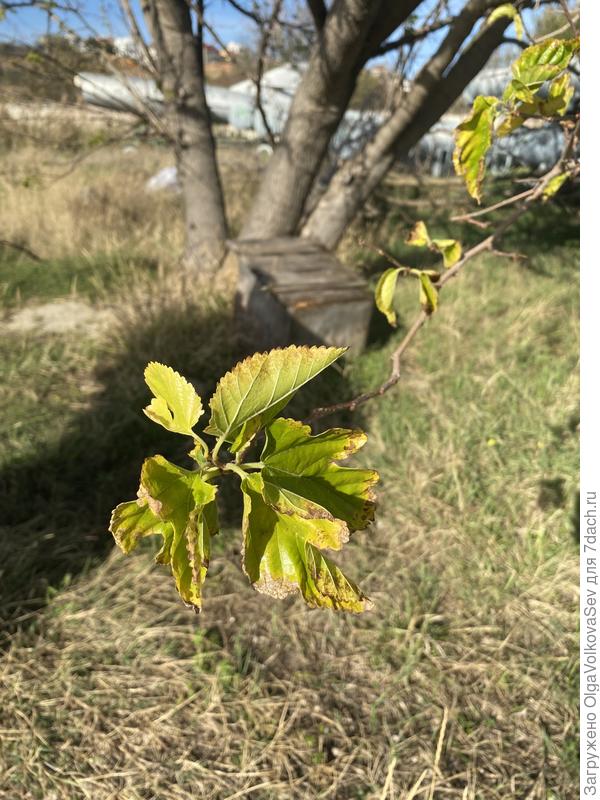 Неопознанное дерево