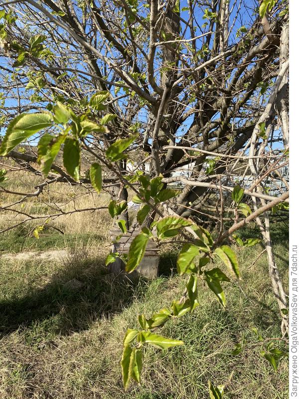 Неопознанное дерево