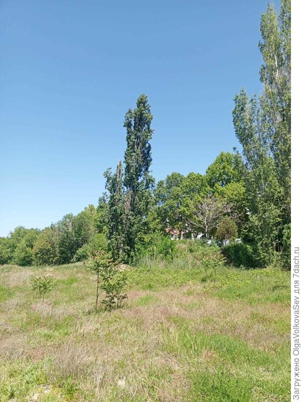 Неопознанные тополя