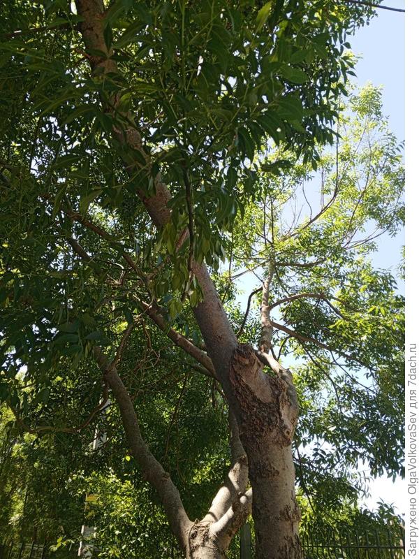 Неопознанное дерево