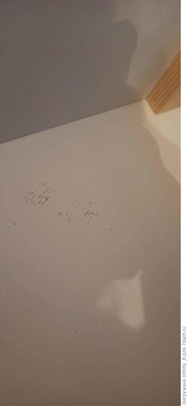 Следы в диване