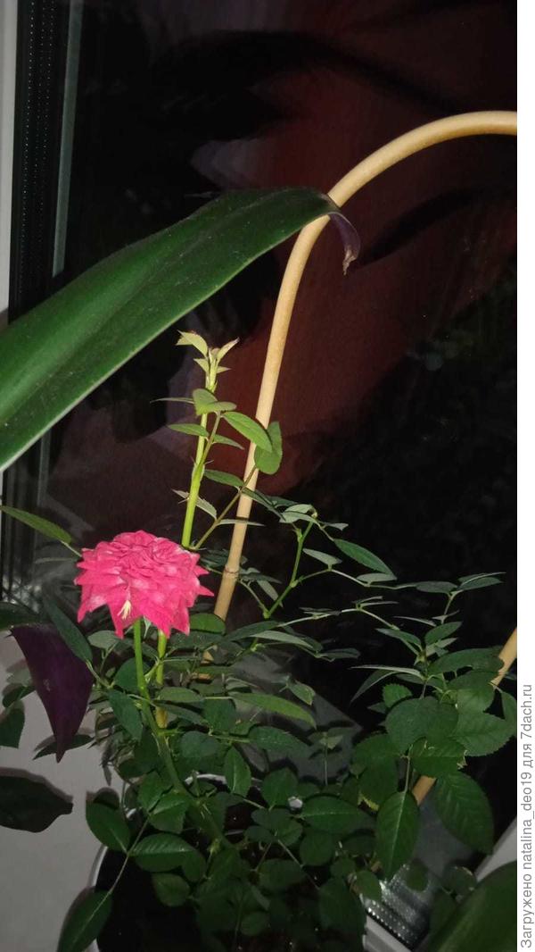 роза кордана