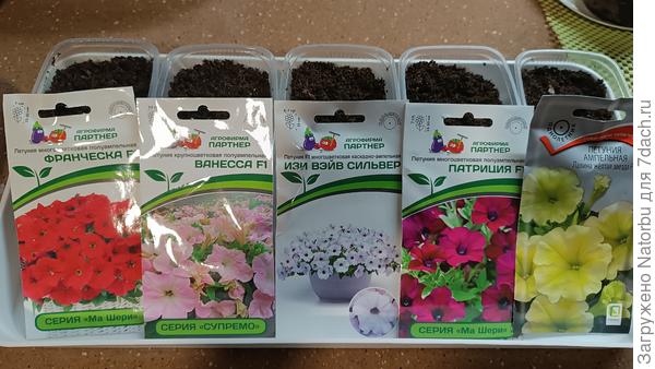 Посеяла свои петунии 14.02