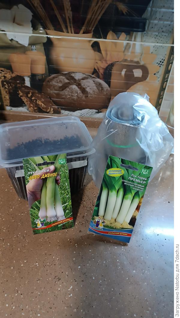 Лук-порей "Премьер" высажен в "улитку" и "Диво-дивное" в высокую пластиковую форму