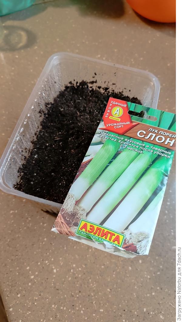 Лук- порей "Слон" тоже посеяла в формочку.