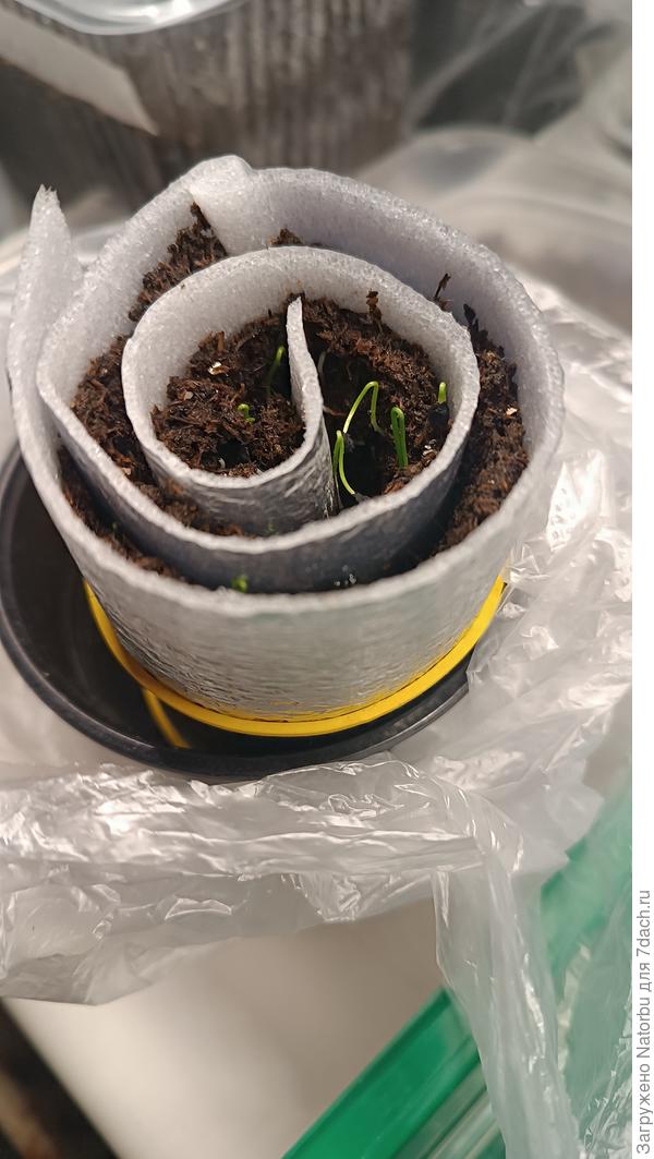 Вот и мои первые петельки лука-порея проклюнулись!🤗