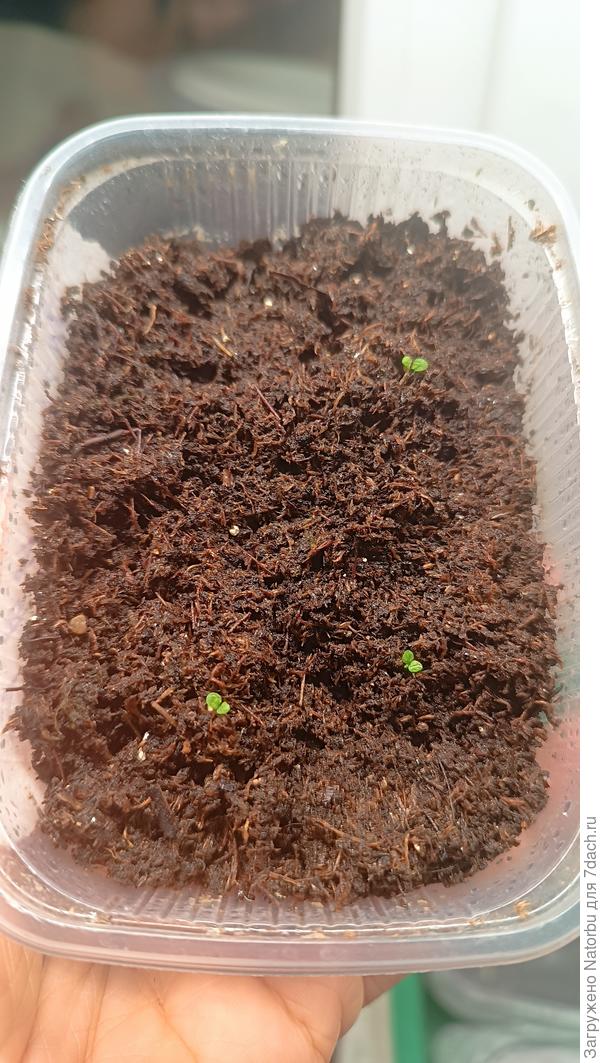 Проклюнулись первые листики петунии🤗🌸