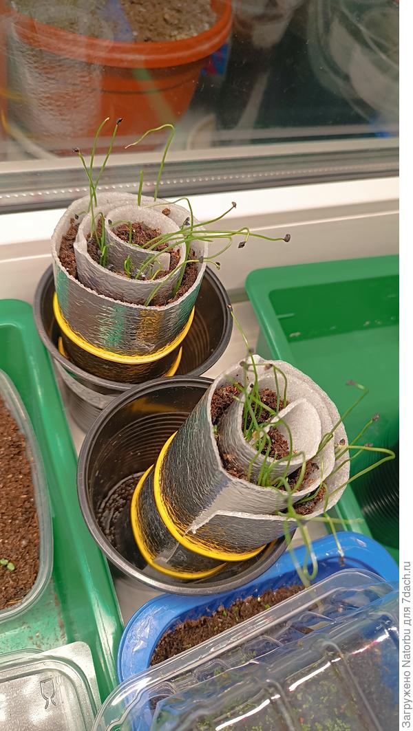 Потихоньку растем!🤗🌱