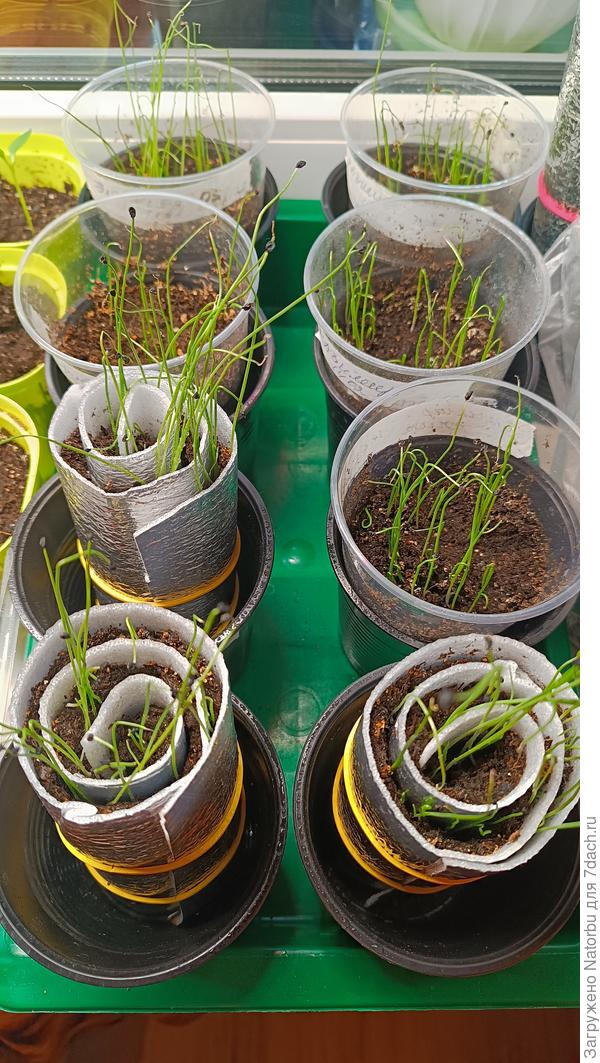 Лук-порей посев 12.02 и 14.02 в стаканы и "улитки"