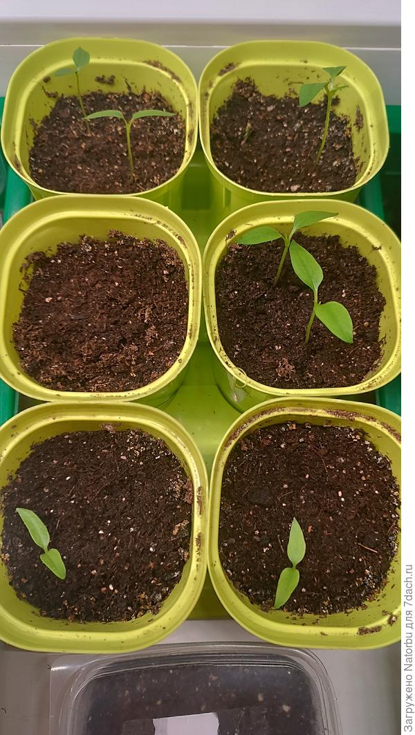 Посев 15.02. кто-то не взошел пока . 😔