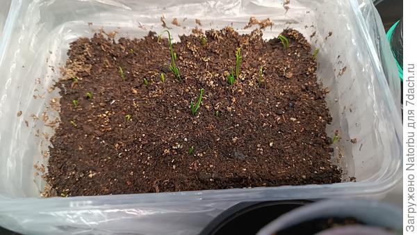 Лук-порей посев 14.02 в  пластиковую формочку