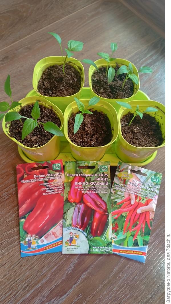 Решила перевалить перцы в стаканы большим объемом и заодно разделила, где выросло по 2 росточка