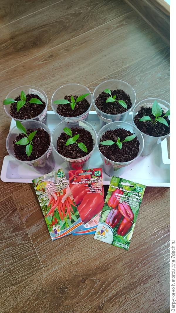 Аккуратно перевалила, немного углубила рассаду