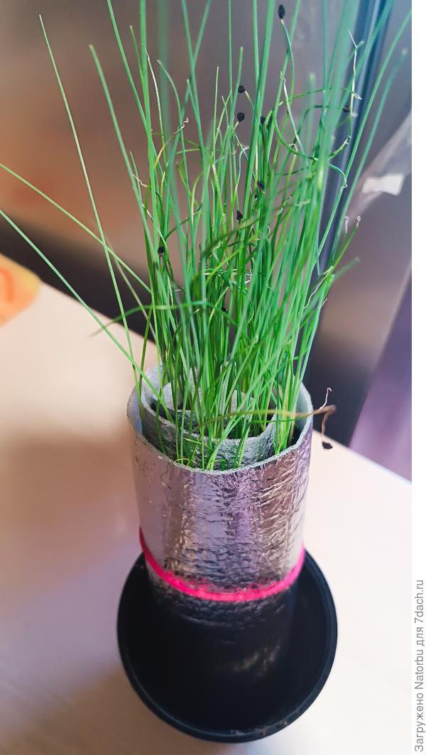 Лук-порей отлично растет, но я его густо посеяла.