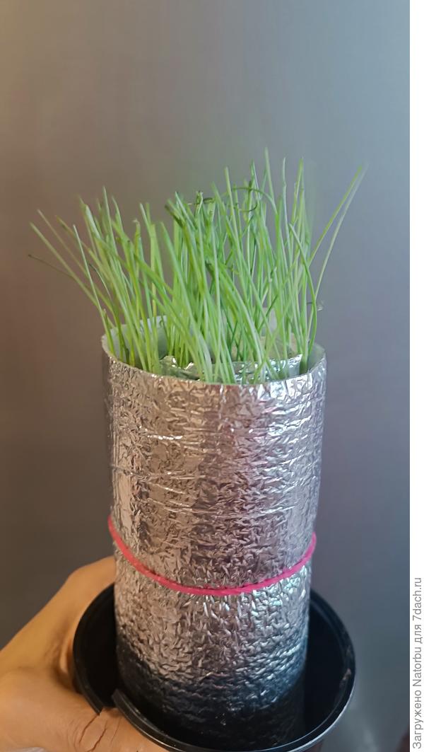 Улитку снова скрутила и сделала 1 стрижку