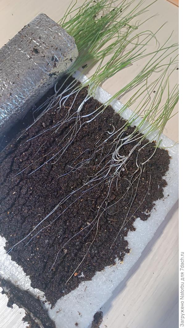 Решила развернуть улитку и раздвинуть немного росточки друг от друга. Заодно полюбовалась корешками и досыпала немного свежего грунта 🤗