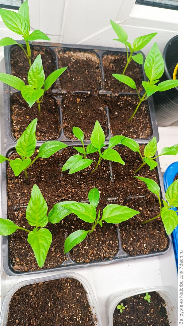 Следующие на подходе на перевалку в стаканы.🤗🌱  Кто-то не взошел совсем...