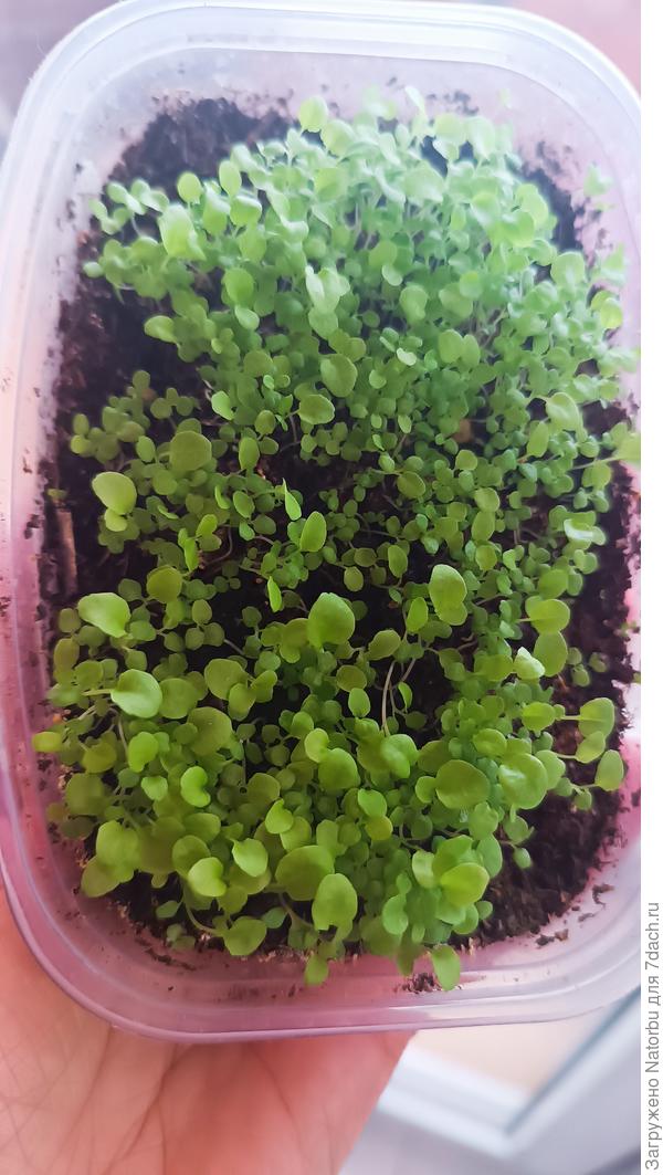 Лобелию посеяла сначала в общую тару