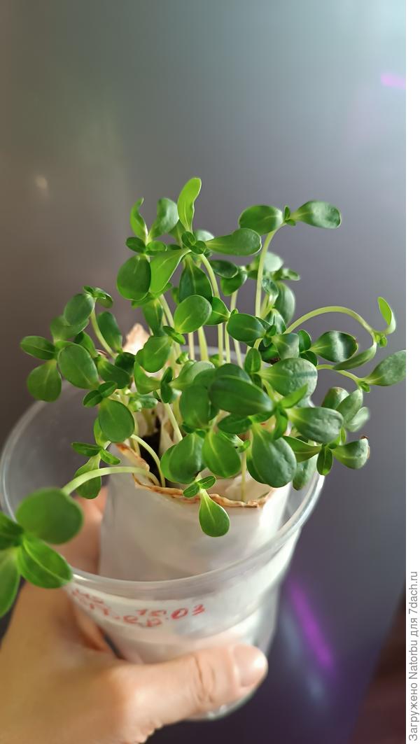 Цинии выращиваю в улитке!