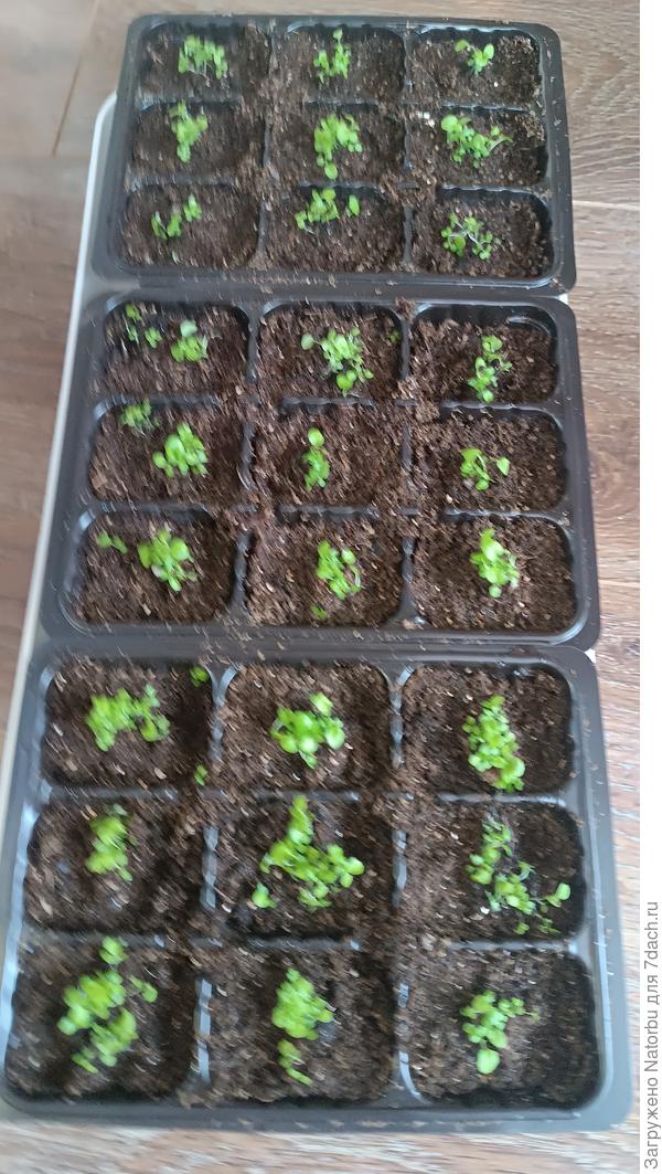 Затем разделила по кассетам на маленькие кустики