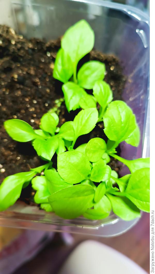 Посеяла 23. 03 в одну ёмкость несколько видов астр, но взошла только "Яблоневый цвет". Остальные скорее всего не совсем свежие семена.😔