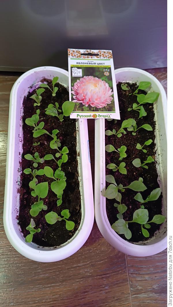 Получилось вот так. Как подрастут и потеплеет , пересажу в открытый грунт.