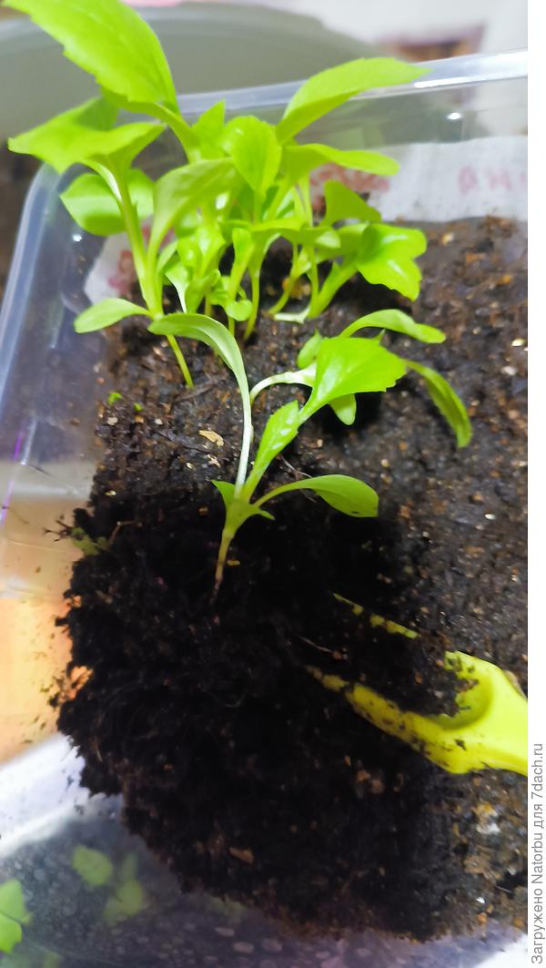 Сегодня их рассаживала посвободнее