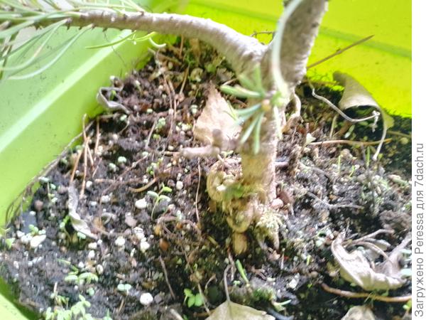 Корни сосны наружу