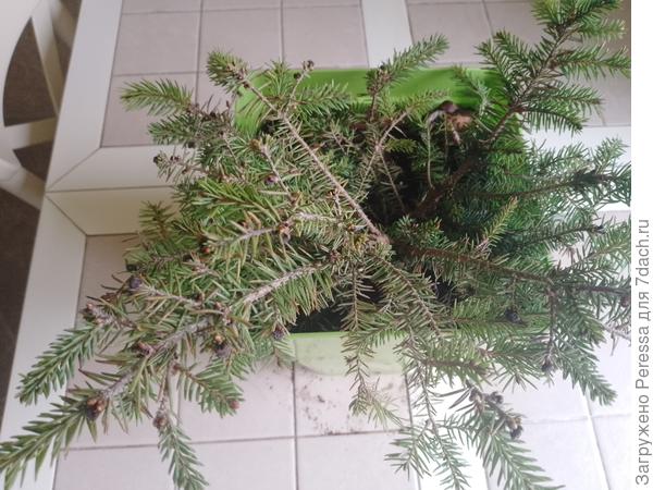 Ель нидиформис