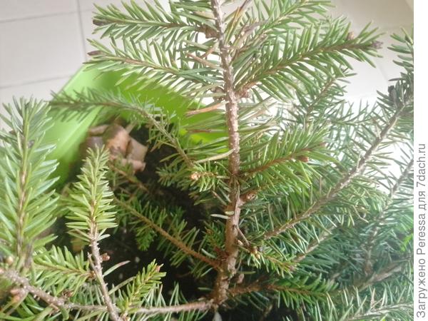 Ель нидиформис