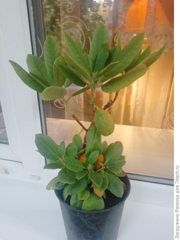 Рододендрон