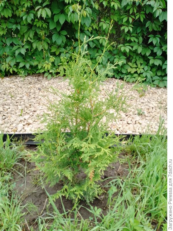 Брабанты в первый год