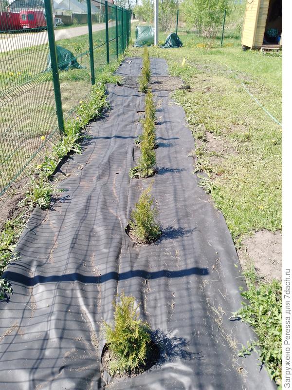 Туи Смарагд - 30 см