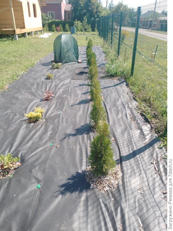 Смарагды на 2 год