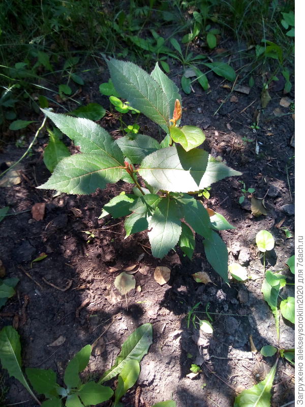 Неизвестный саженец