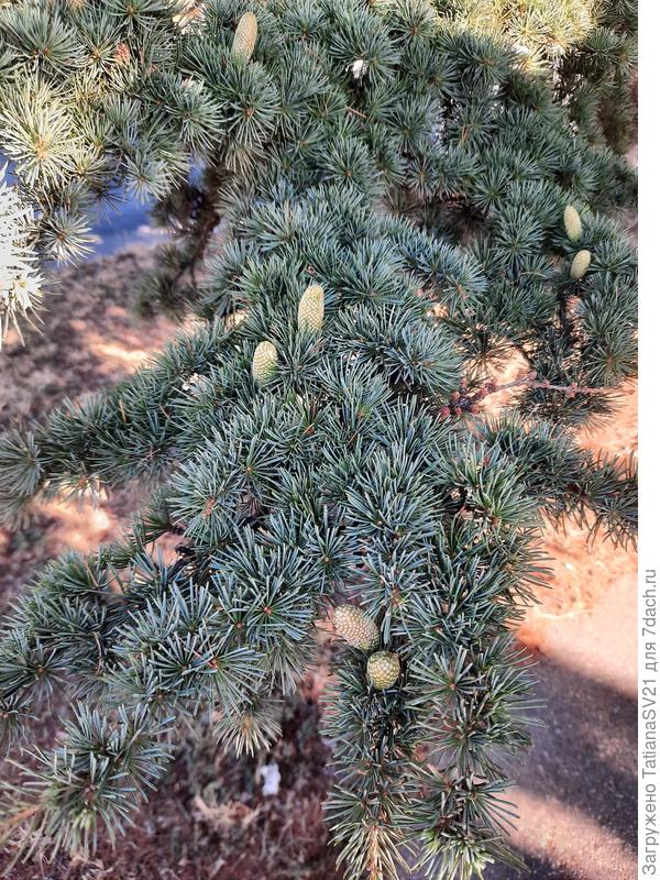 Шишки и хвоя