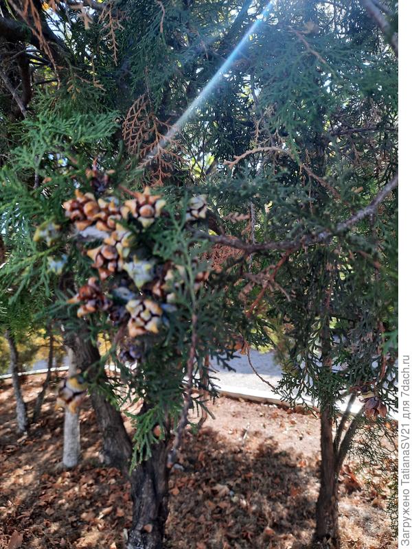 Хвоя и плоды