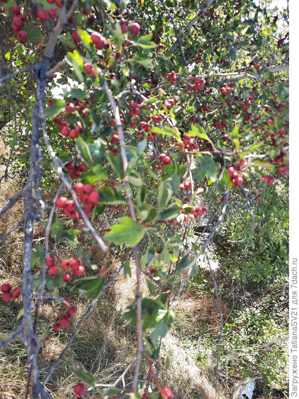 Плоды и листья