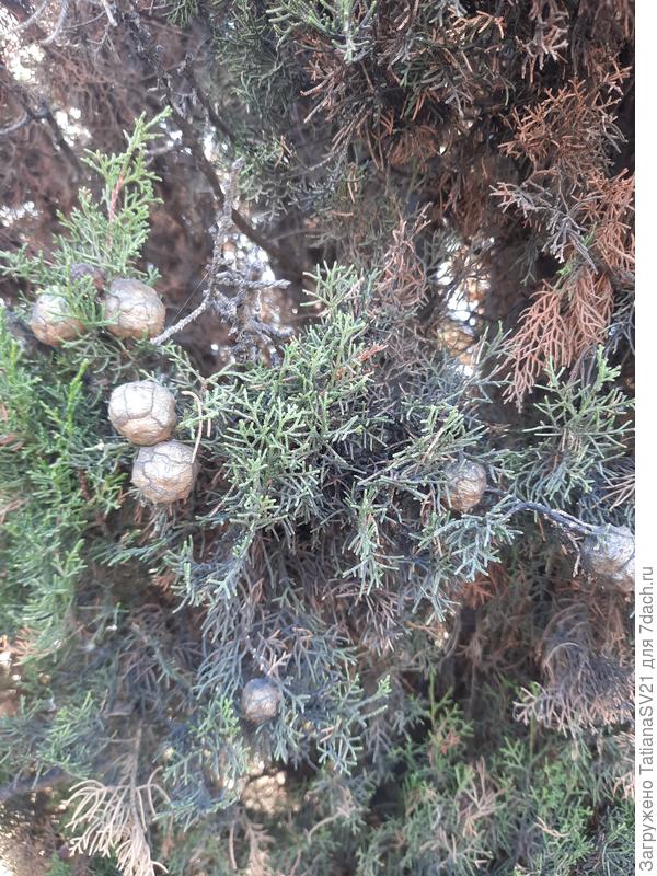 Шишки и хвоя