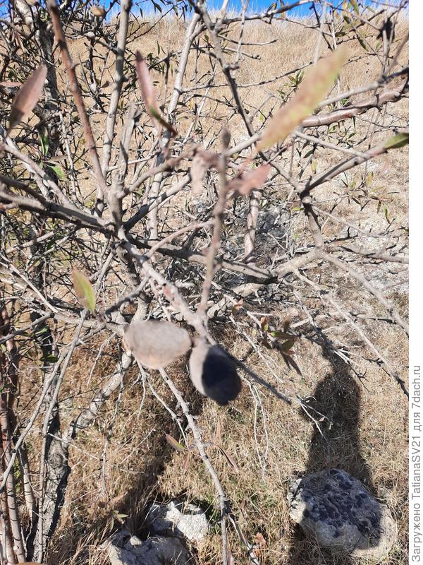 Старые плоды