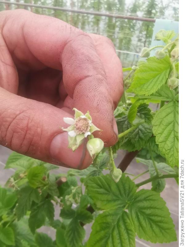 Пораженные цветки