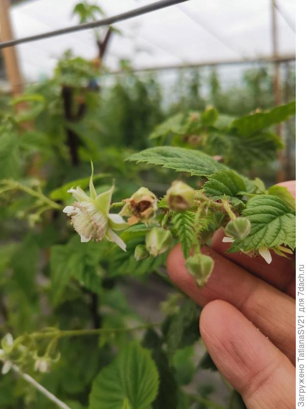 Пораженные цветки