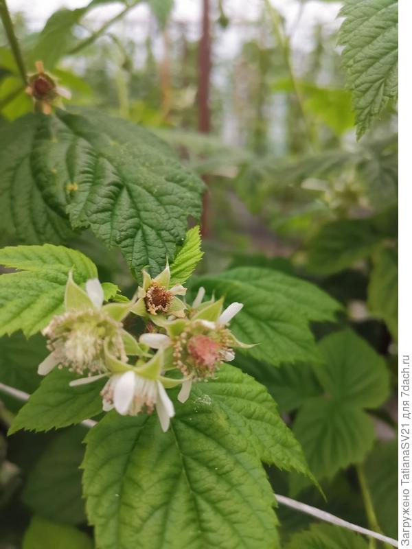 Пораженные цветки