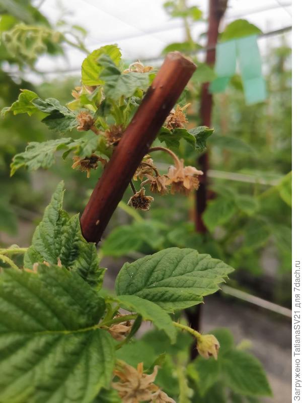 Пораженные цветки