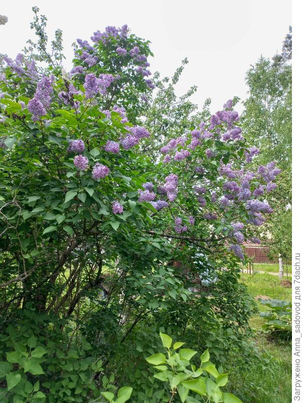 Сирень и яблоня цветут.