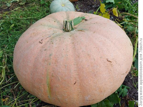 Самая большая тыква