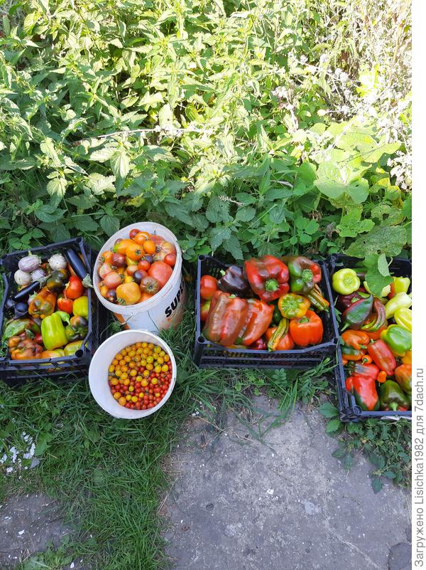 Урожай помидоров и перцев