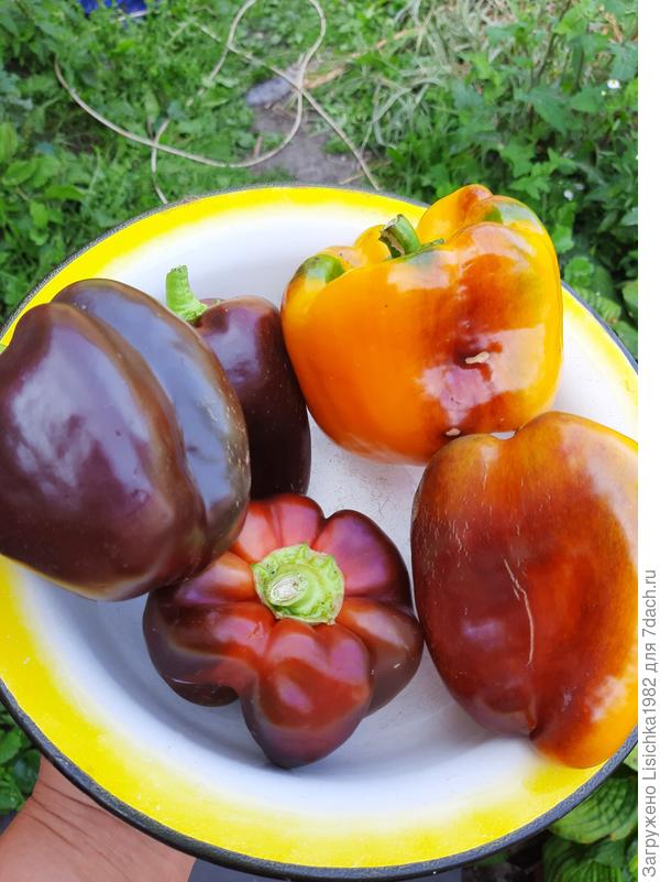 Перец сладкий Млечный путь и Хризмат